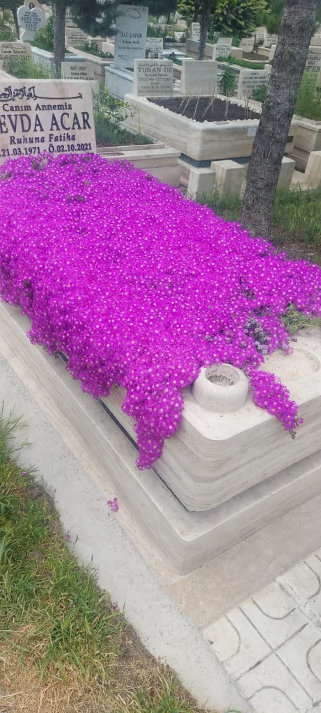 Mezarlarda Asteriks Çiçeği Zarafeti